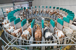 Image of a DairyProQ automatic milking parlour