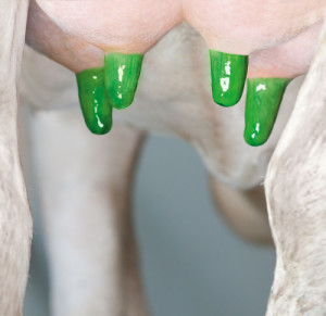 Image of a cow's teats coated in SalvoDip B teat dip.