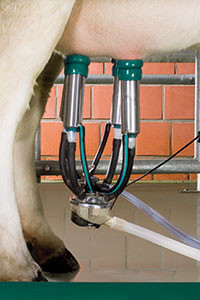Image of the GEA Classic 300 milking cluster on a dairy cow